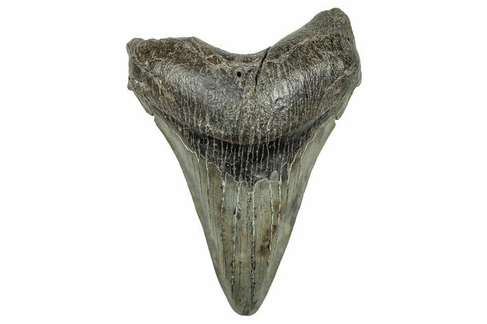 Fossil Megalodon Tooth - South Carolina #327558